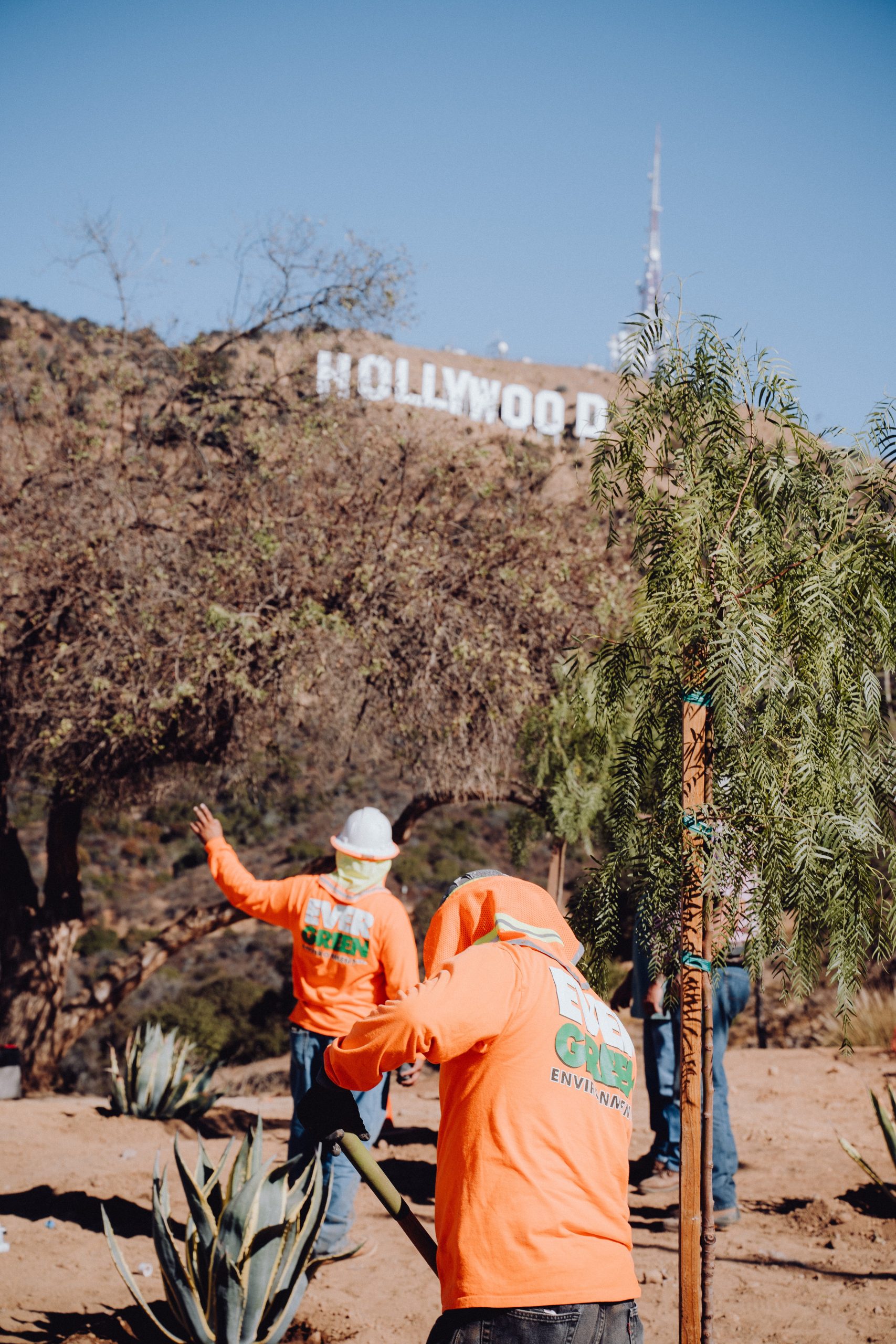 Image of two outdoor workers in orange t-shirts tending to trees. Both have coverings on their head because of the sun and heat. The Hollywood sign is in the background.