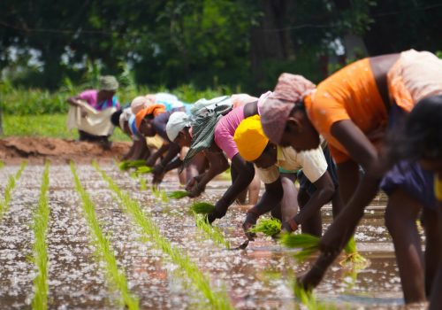 Image of women harvesting in Palacode, Tamil Nadu, India.
