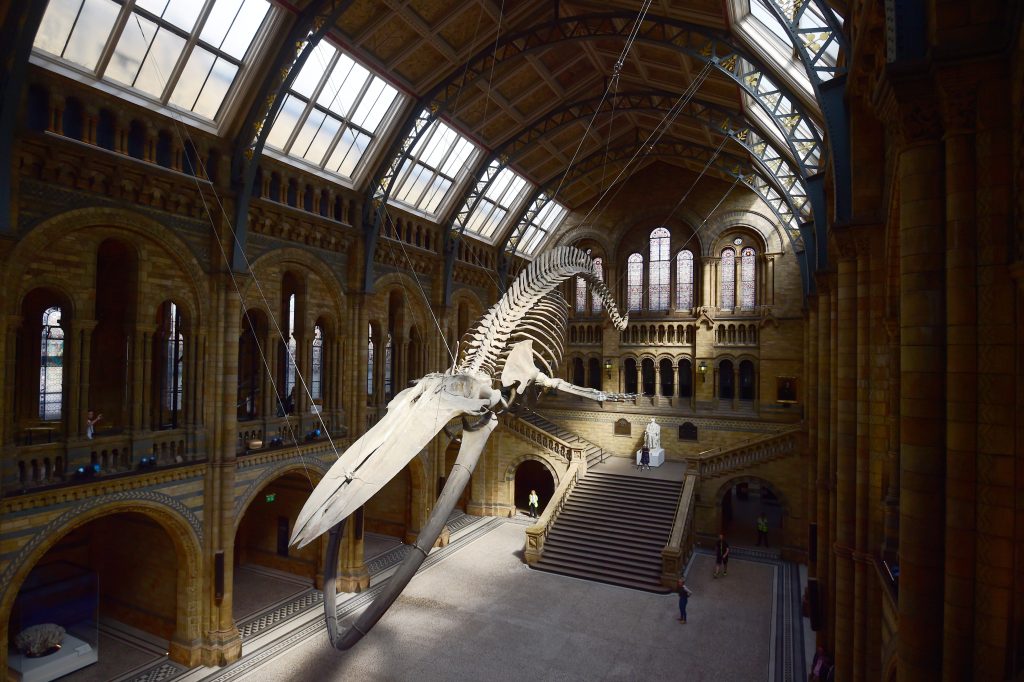 A giant blue whale skeleton is unveiled in the Hintze Hall at the Natural History Museum, London, Britain July 13, 2017. REUTERS/Hannah McKay